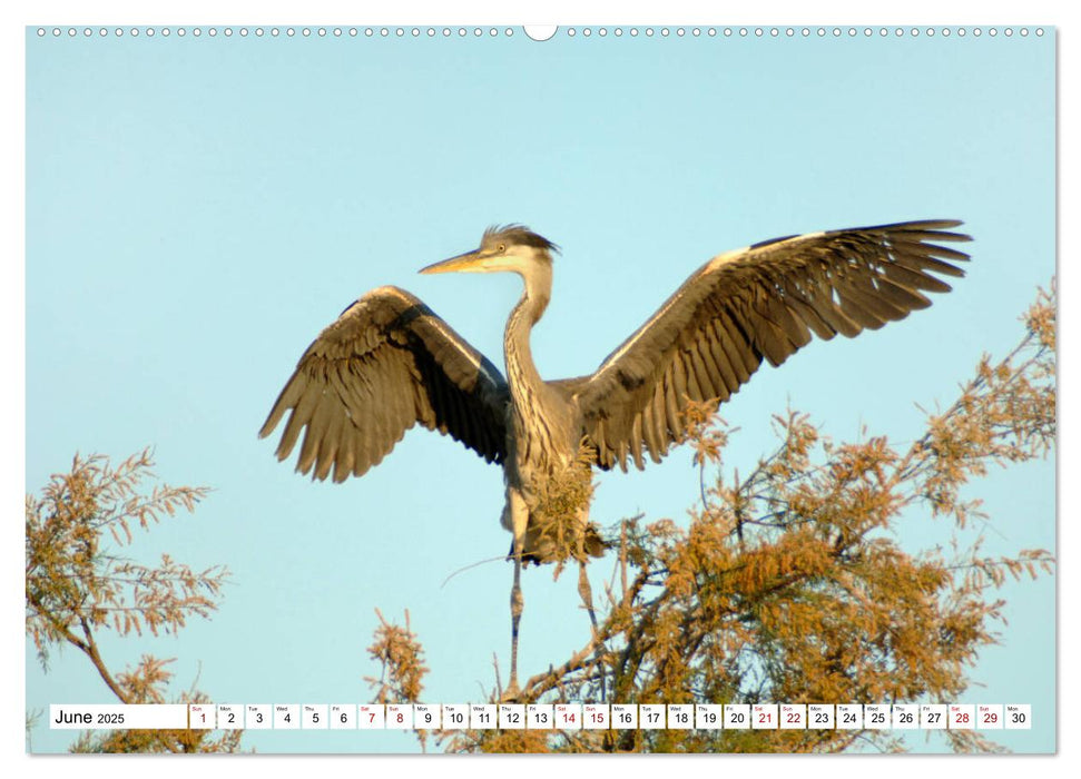 Birds of the Camargue Delta (CALVENDO Premium-Calendar 2025)