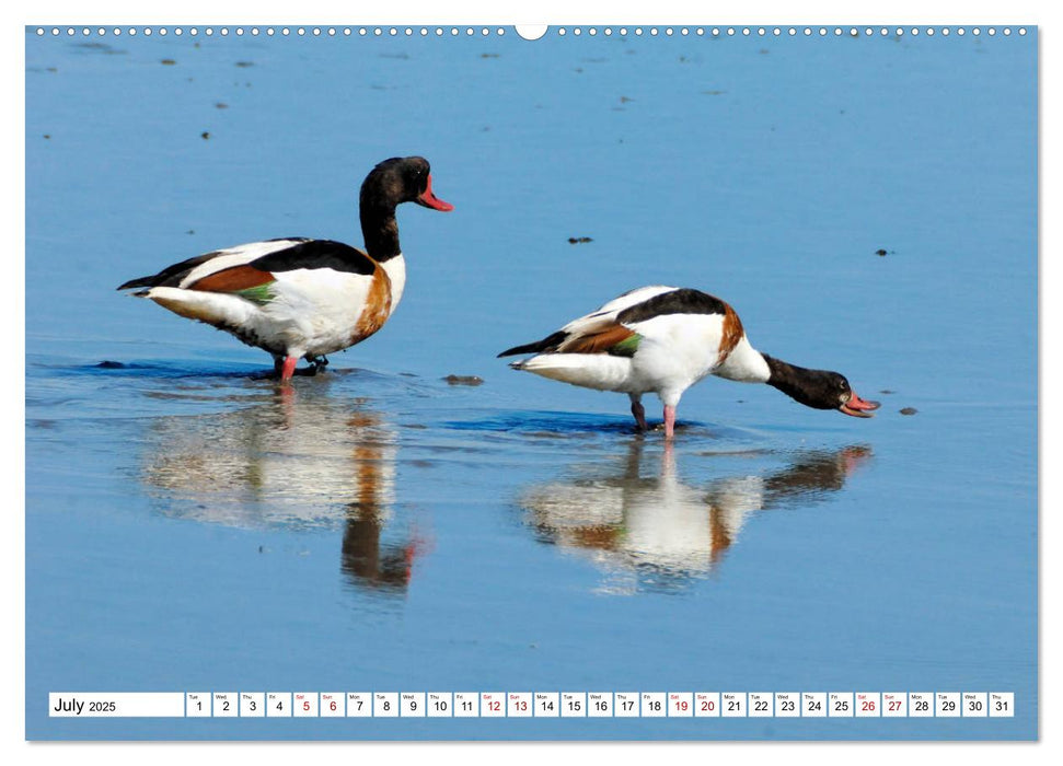 Birds of the Camargue Delta (CALVENDO Premium-Calendar 2025)