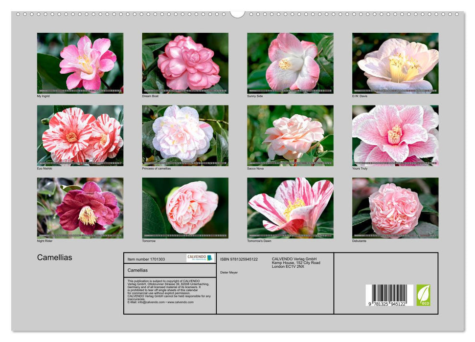 Camellias (CALVENDO Premium-Calendar 2025)