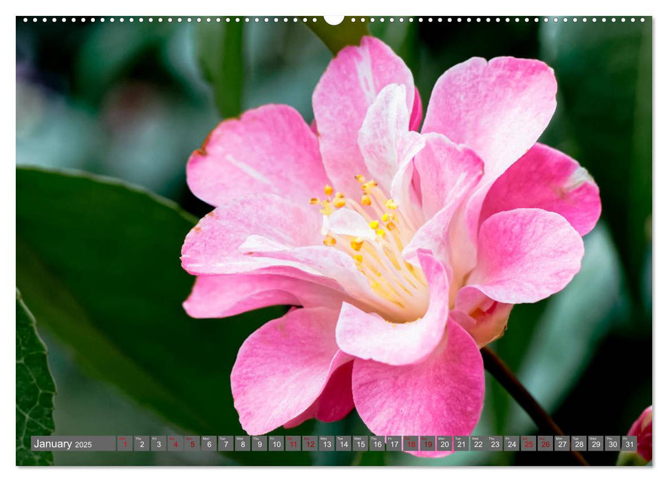 Camellias (CALVENDO Premium-Calendar 2025)