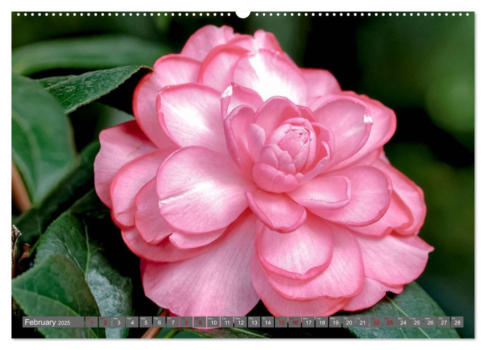 Camellias (CALVENDO Premium-Calendar 2025)