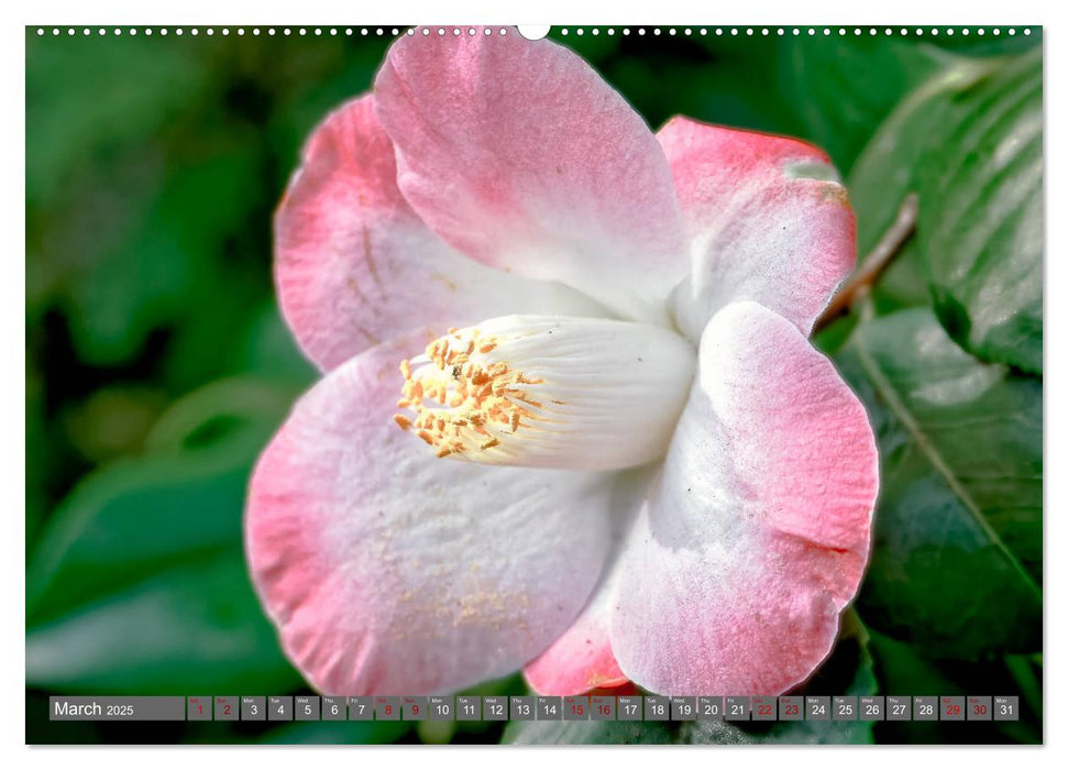 Camellias (CALVENDO Premium-Calendar 2025)