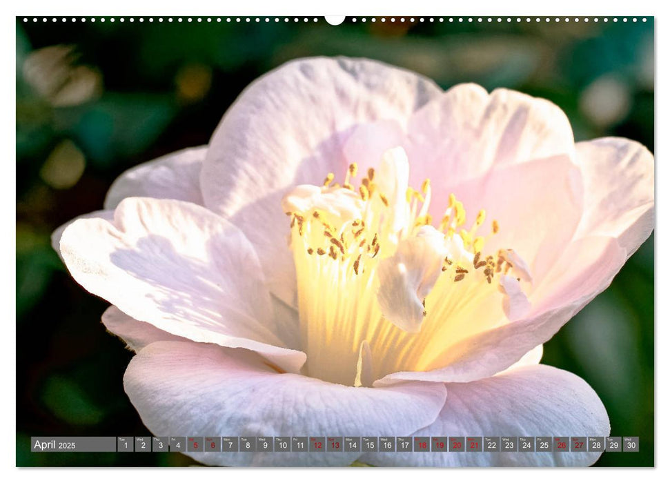 Camellias (CALVENDO Premium-Calendar 2025)