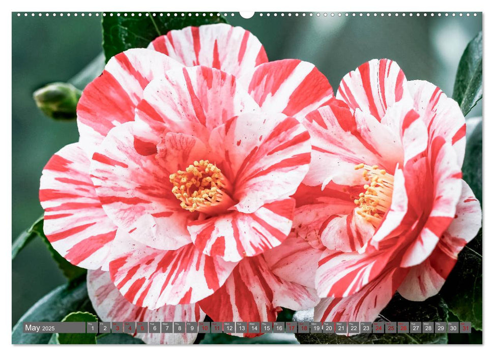 Camellias (CALVENDO Premium-Calendar 2025)