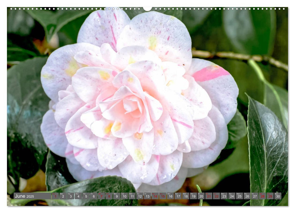 Camellias (CALVENDO Premium-Calendar 2025)