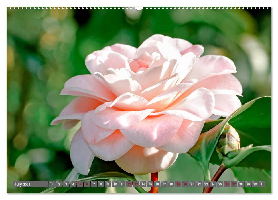 Camellias (CALVENDO Premium-Calendar 2025)