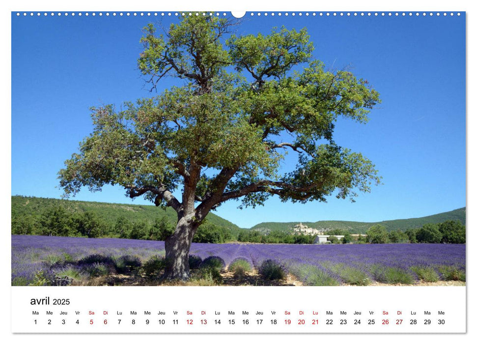 Paysages parfumés - Lavende de Provence (CALVENDO Calendrier supérieur 2025)