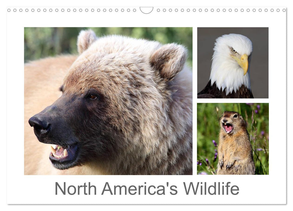 North America's Wildlife (CALVENDO Monthly Calendar 2025)