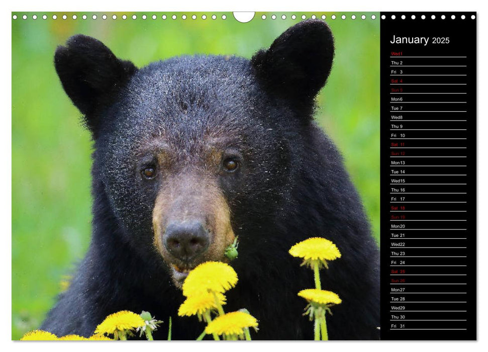 North America's Wildlife (CALVENDO Monthly Calendar 2025)