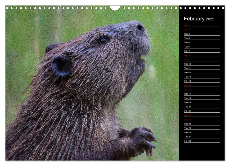 North America's Wildlife (CALVENDO Monthly Calendar 2025)