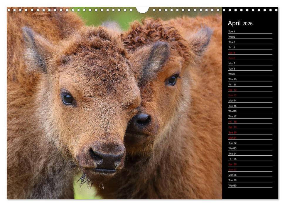 North America's Wildlife (CALVENDO Monthly Calendar 2025)