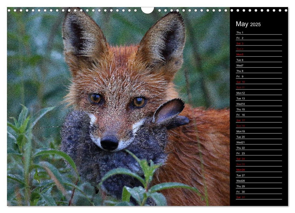 North America's Wildlife (CALVENDO Monthly Calendar 2025)