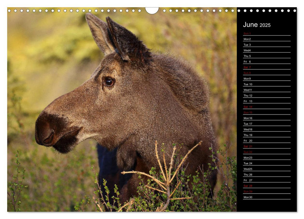 North America's Wildlife (CALVENDO Monthly Calendar 2025)