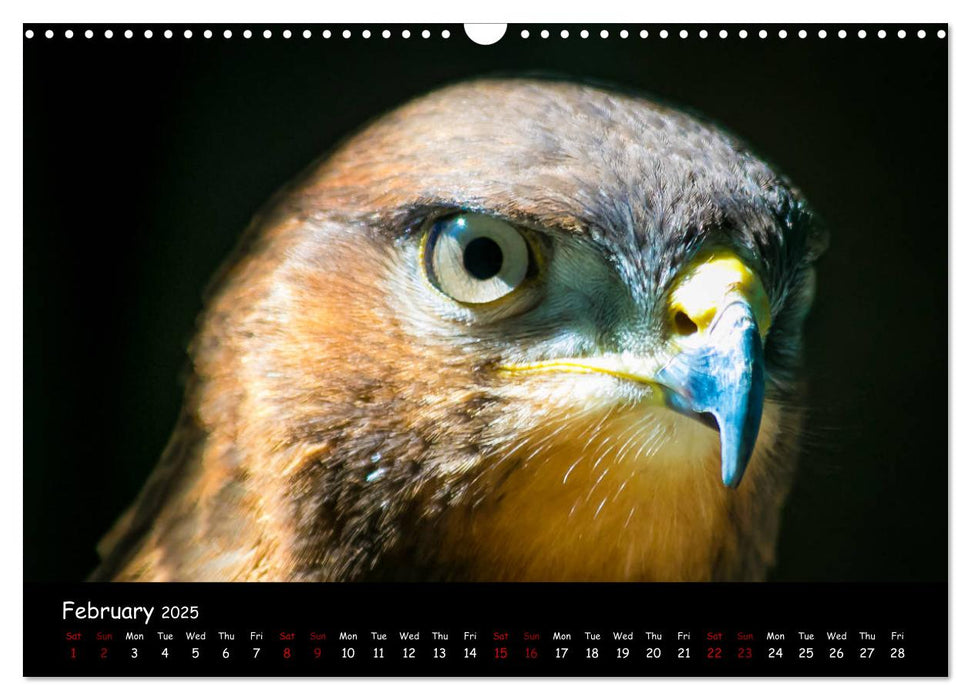 Birds of South Africa (CALVENDO Monthly Calendar 2025)