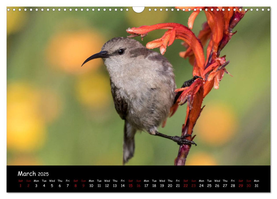 Birds of South Africa (CALVENDO Monthly Calendar 2025)