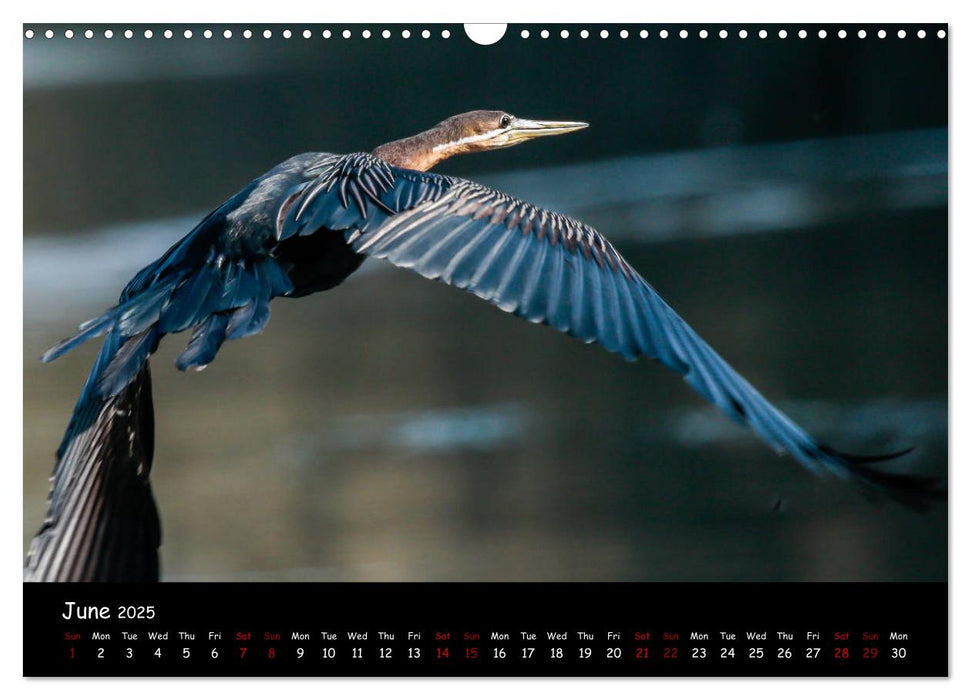 Birds of South Africa (CALVENDO Monthly Calendar 2025)