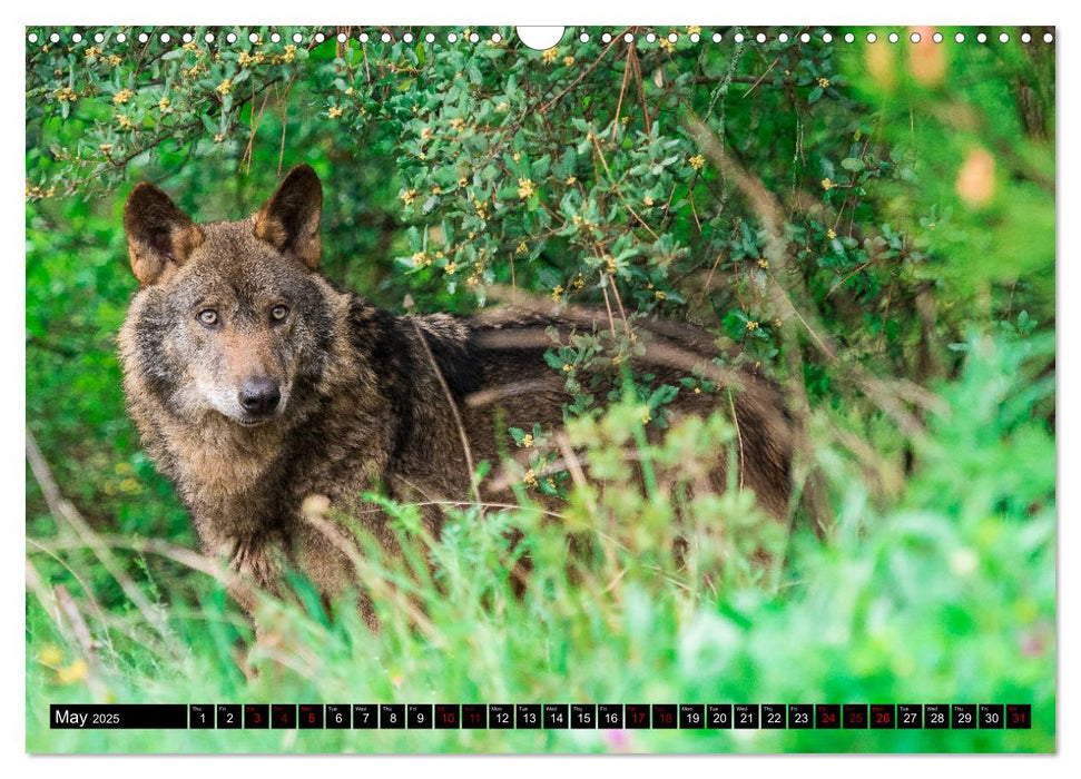 Wolves, Wild Spirits (CALVENDO Monthly Calendar 2025)