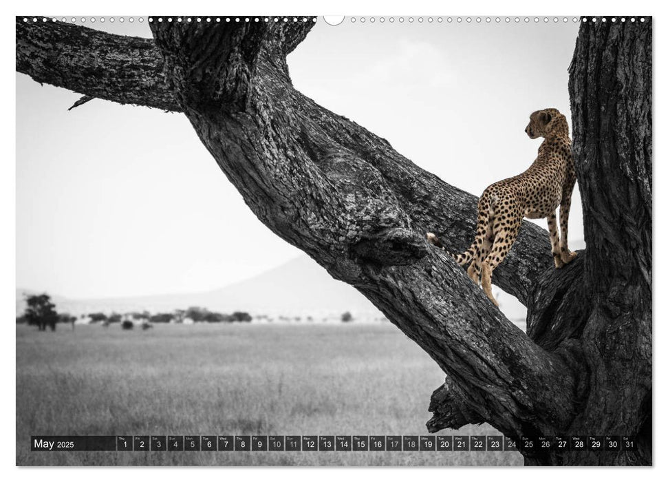 tanzania fine art (CALVENDO Premium-Calendar 2025)