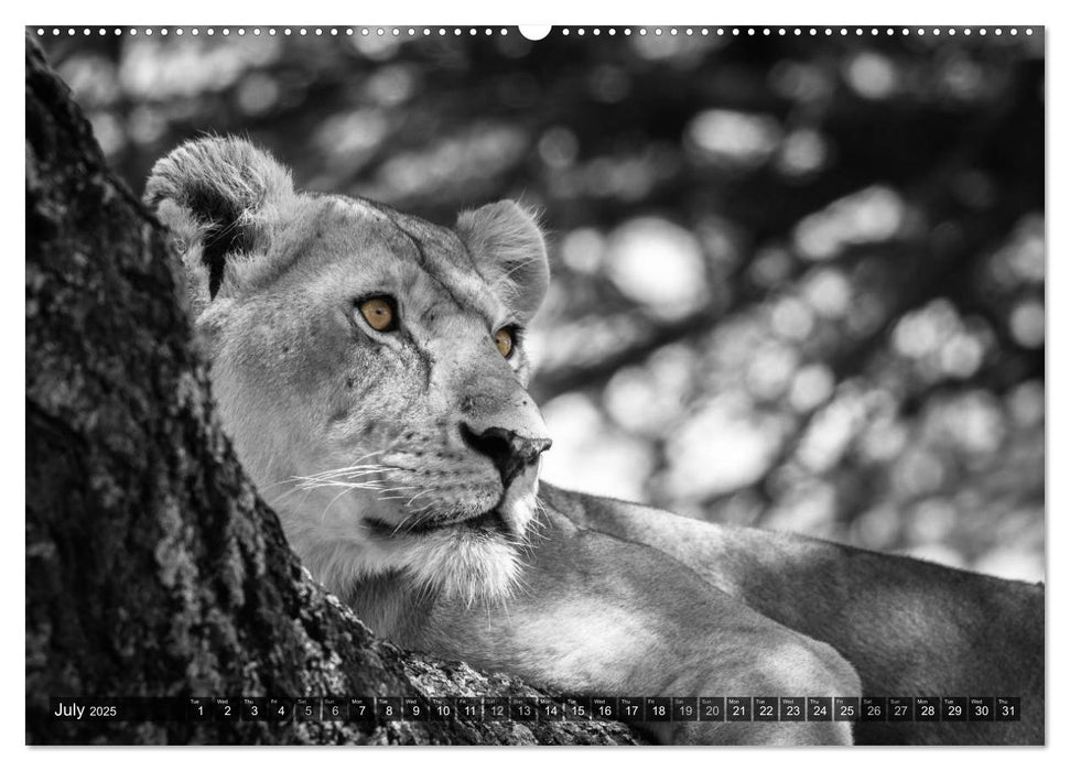 tanzania fine art (CALVENDO Premium-Calendar 2025)