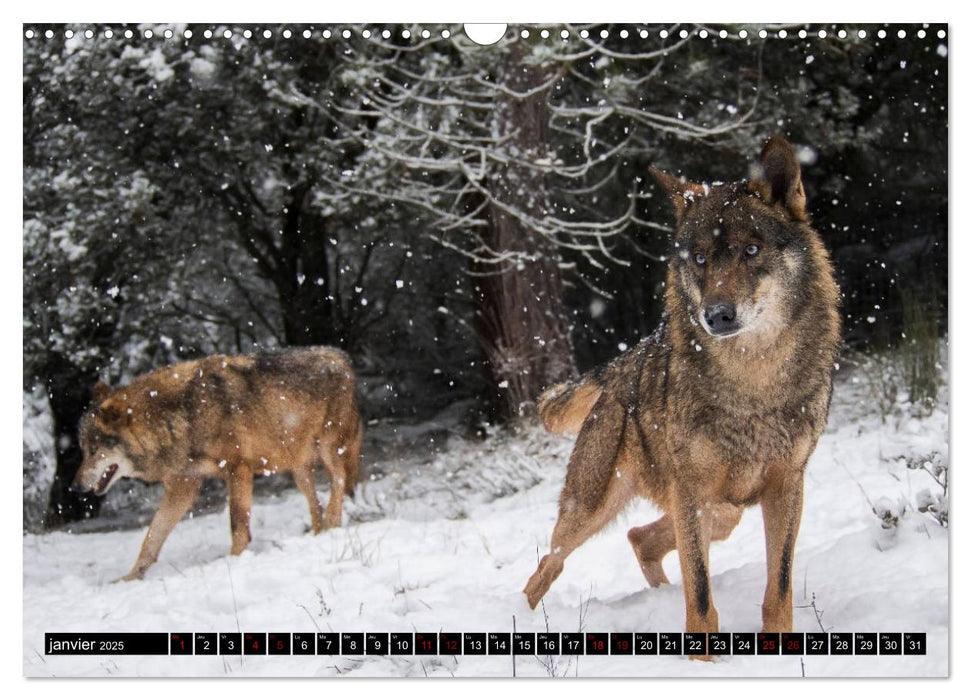 Le loup: l'esprit sauvage (CALVENDO Calendrier mensuel 2025)