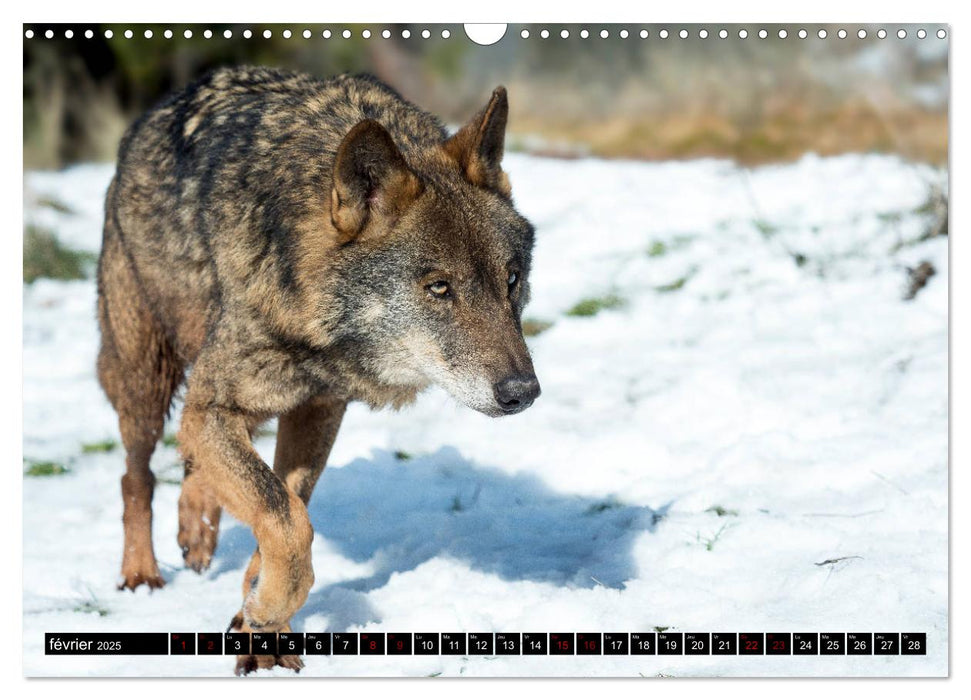 Le loup: l'esprit sauvage (CALVENDO Calendrier mensuel 2025)