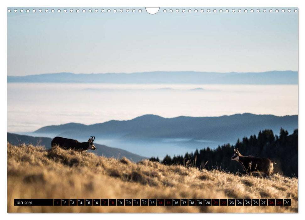 Lumières des Vosges (CALVENDO Calendrier mensuel 2025)