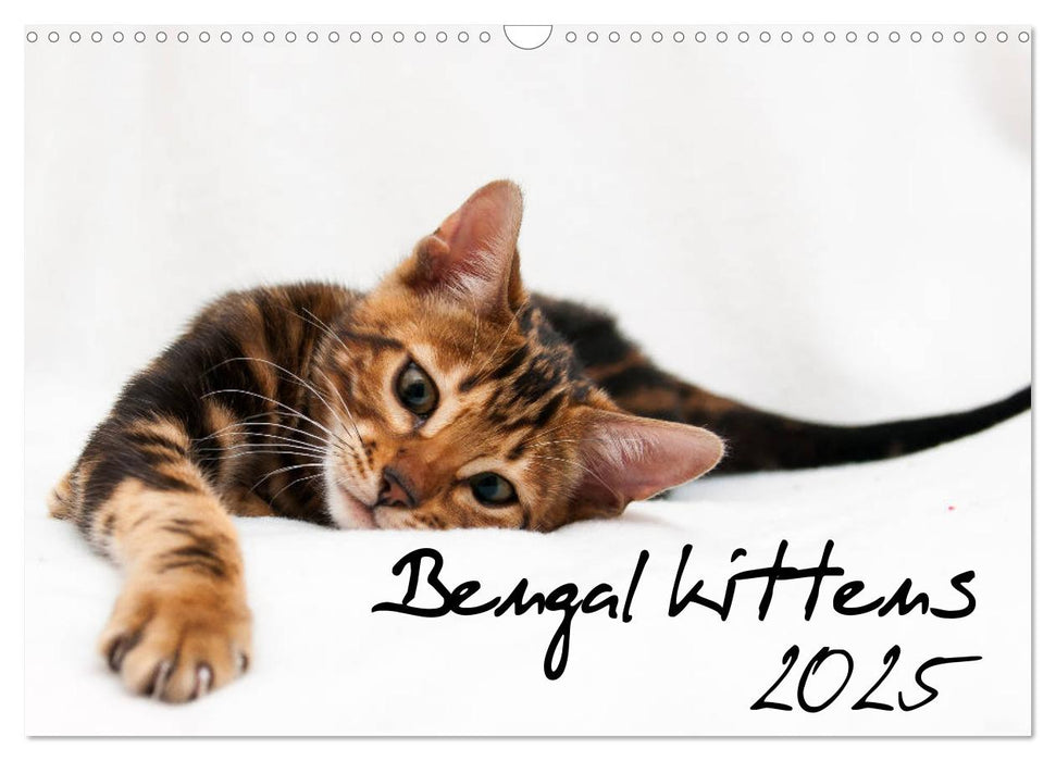 Bengal kittens 2025 (CALVENDO Monthly Calendar 2025)