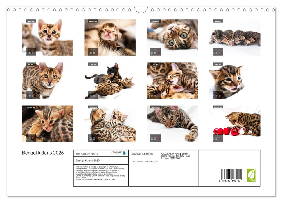 Bengal kittens 2025 (CALVENDO Monthly Calendar 2025)