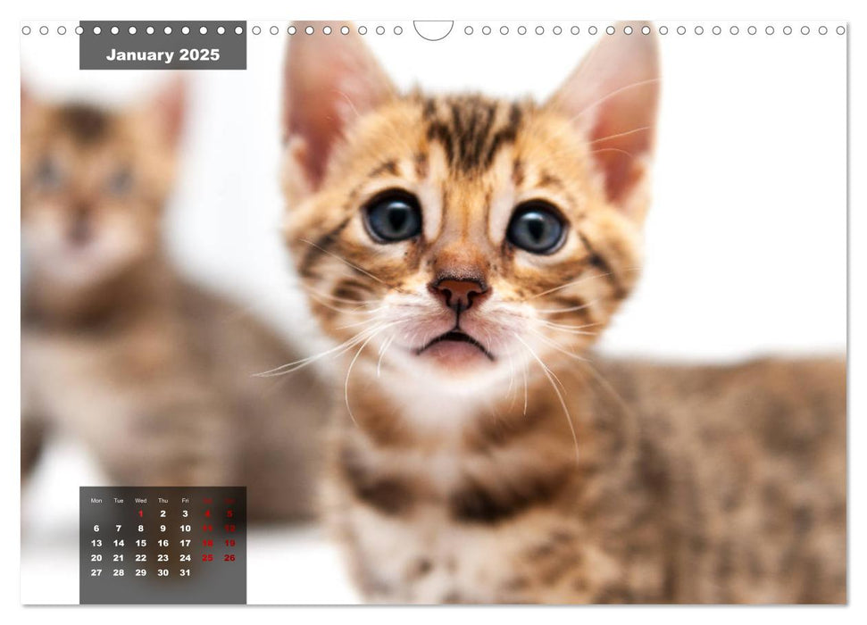 Bengal kittens 2025 (CALVENDO Monthly Calendar 2025)