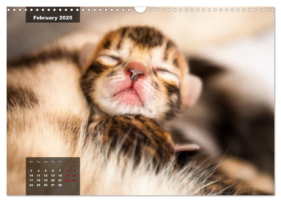 Bengal kittens 2025 (CALVENDO Monthly Calendar 2025)