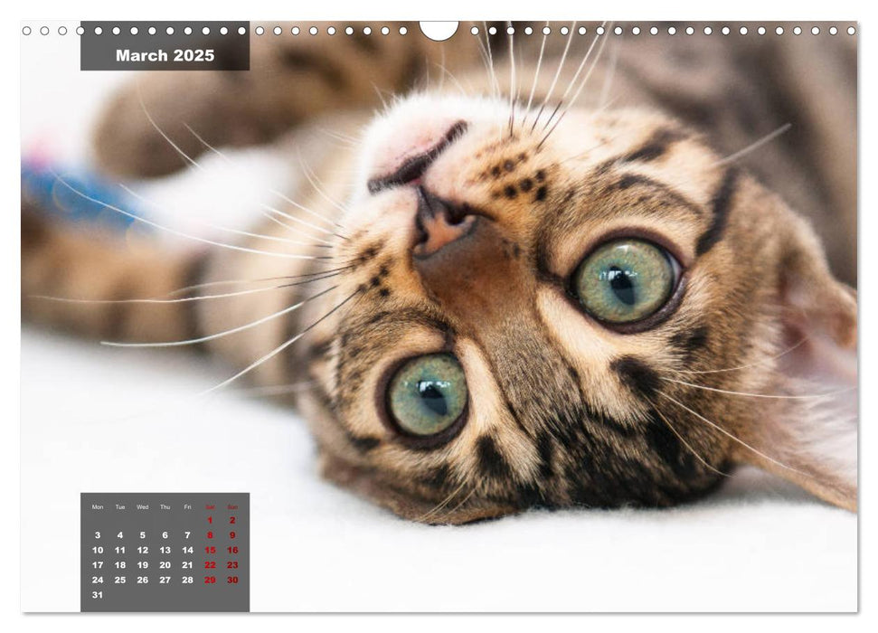 Bengal kittens 2025 (CALVENDO Monthly Calendar 2025)