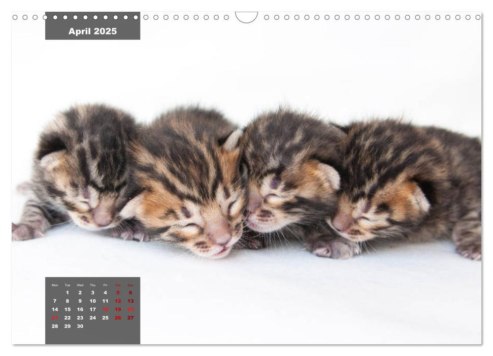 Bengal kittens 2025 (CALVENDO Monthly Calendar 2025)