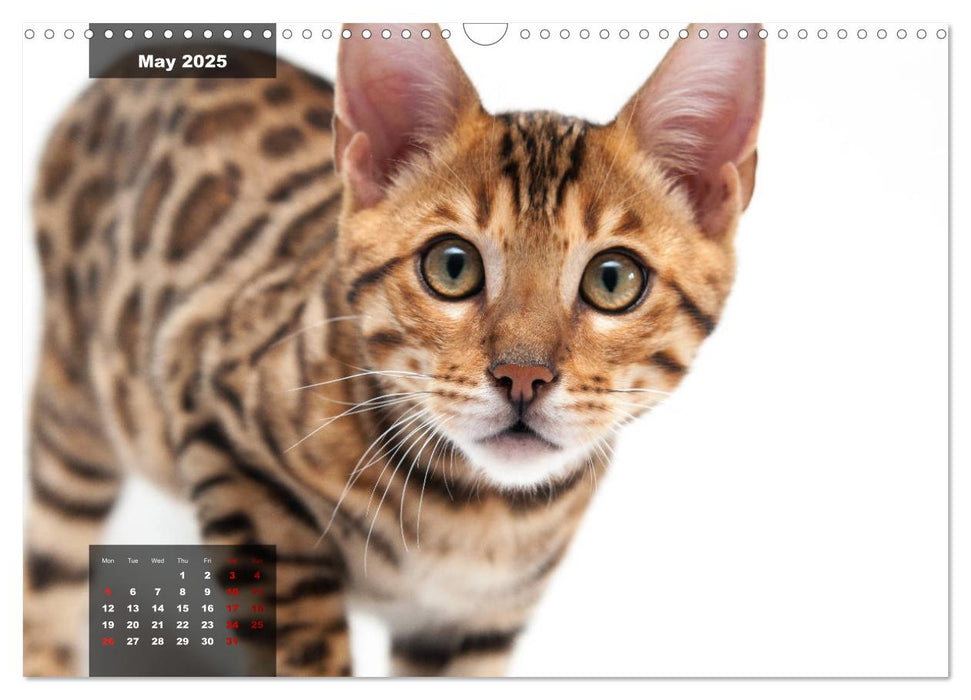 Bengal kittens 2025 (CALVENDO Monthly Calendar 2025)