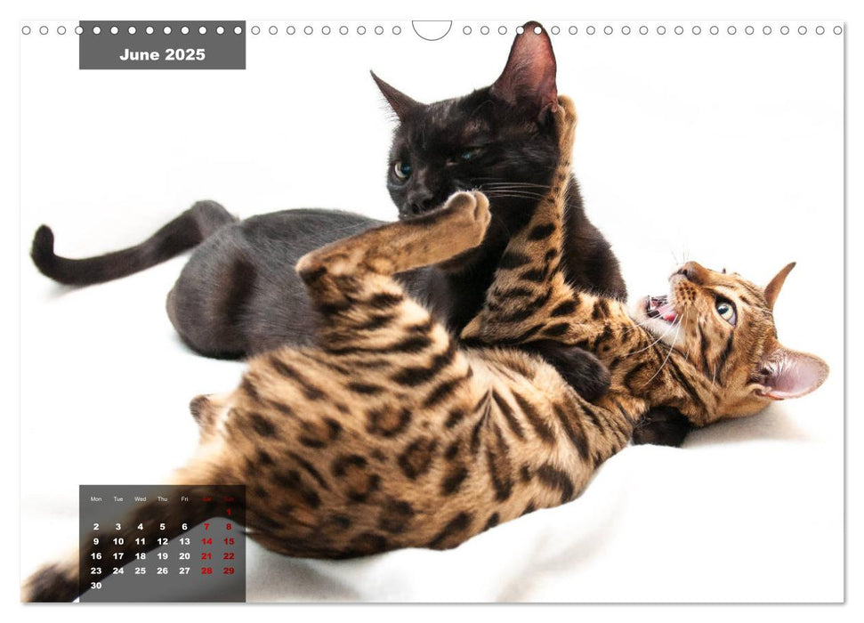 Bengal kittens 2025 (CALVENDO Monthly Calendar 2025)