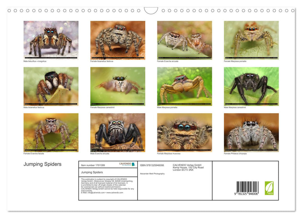 Jumping Spiders (CALVENDO Monthly Calendar 2025)