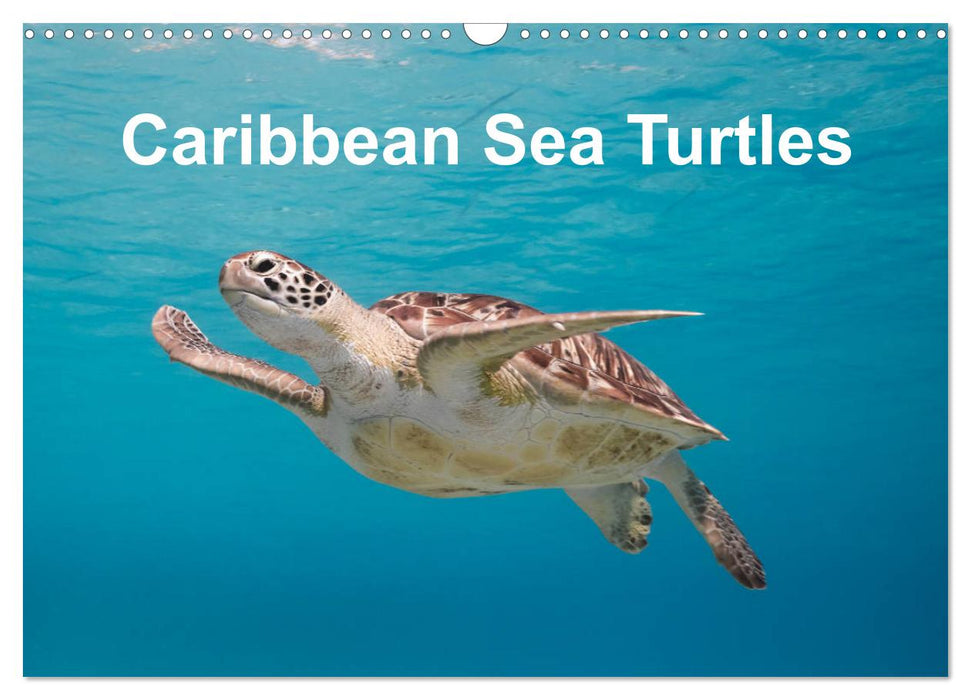 Caribbean Sea Turtles (CALVENDO Monthly Calendar 2025)