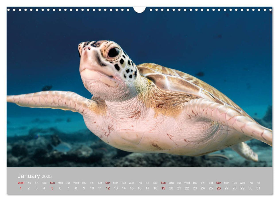 Caribbean Sea Turtles (CALVENDO Monthly Calendar 2025)