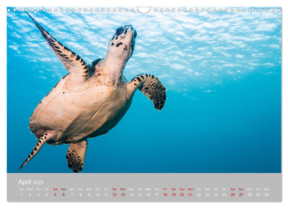 Caribbean Sea Turtles (CALVENDO Monthly Calendar 2025)