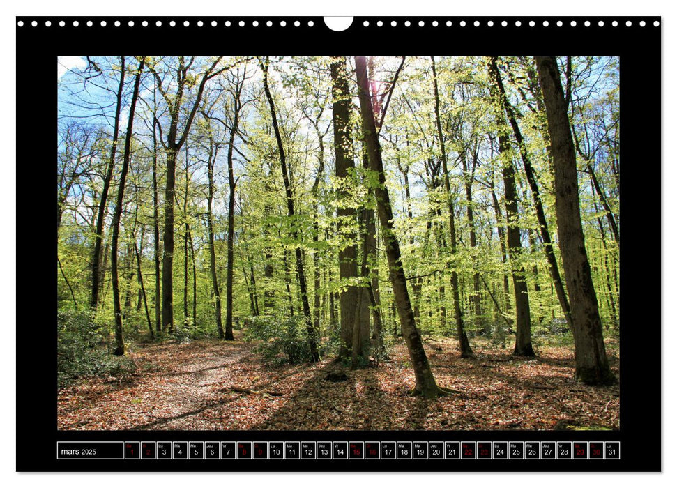 Paysages de Fontainebleau (CALVENDO Calendrier mensuel 2025)