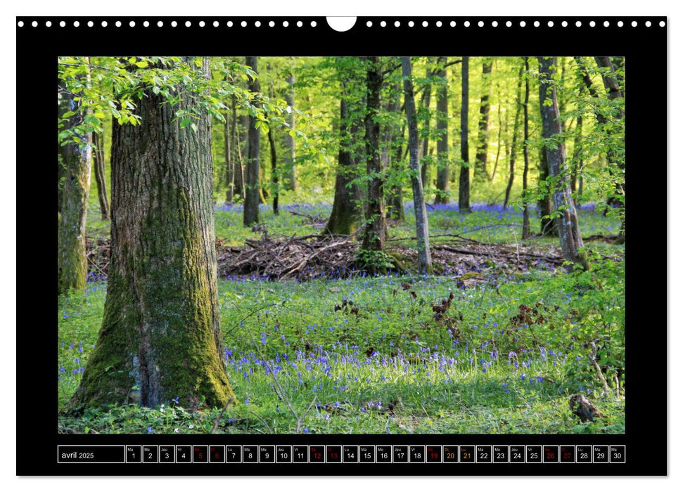 Paysages de Fontainebleau (CALVENDO Calendrier mensuel 2025)