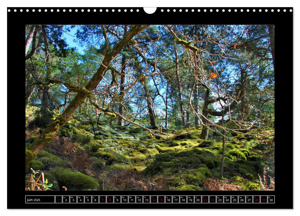 Paysages de Fontainebleau (CALVENDO Calendrier mensuel 2025)