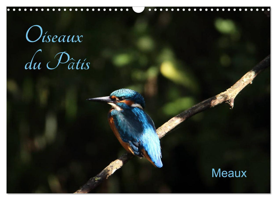 Oiseaux du Pâtis (CALVENDO Calendrier mensuel 2025)