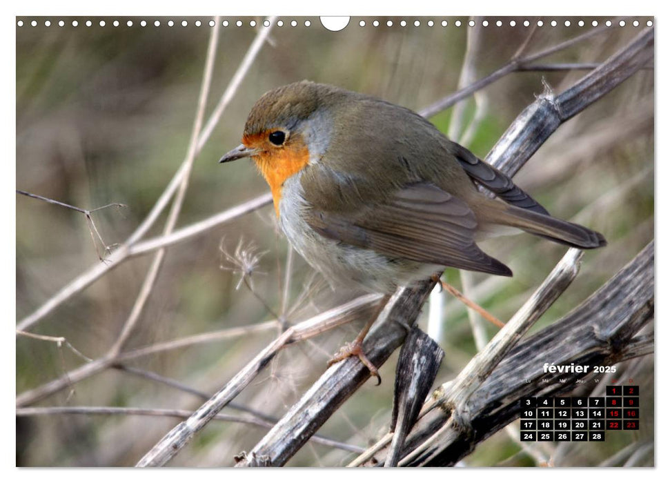 Oiseaux du Pâtis (CALVENDO Calendrier mensuel 2025)