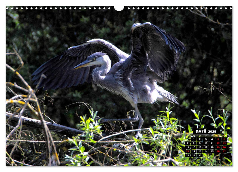 Oiseaux du Pâtis (CALVENDO Calendrier mensuel 2025)