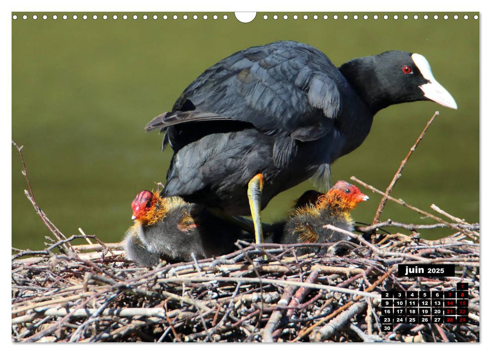 Oiseaux du Pâtis (CALVENDO Calendrier mensuel 2025)