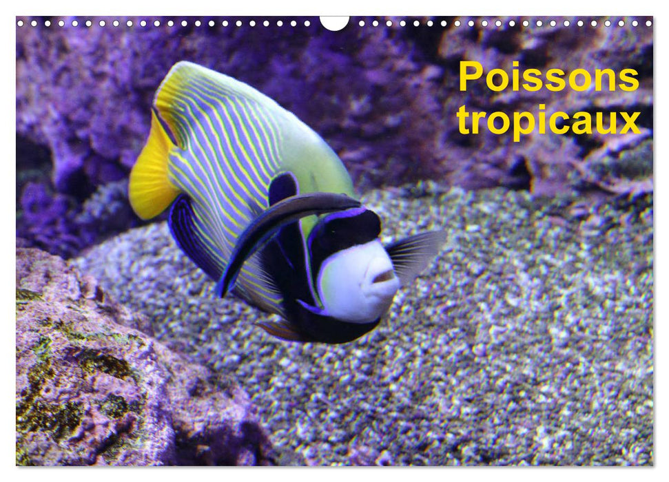 Poissons tropicaux (CALVENDO Calendrier mensuel 2025)