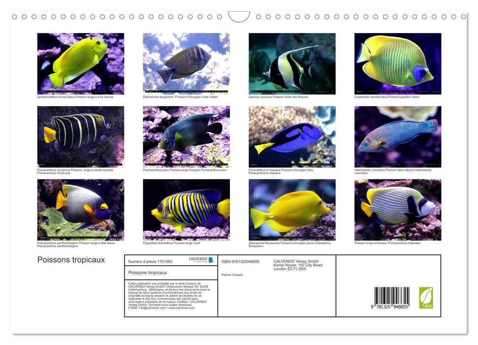 Poissons tropicaux (CALVENDO Calendrier mensuel 2025)