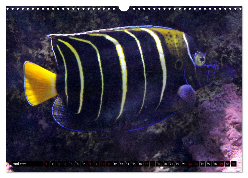 Poissons tropicaux (CALVENDO Calendrier mensuel 2025)