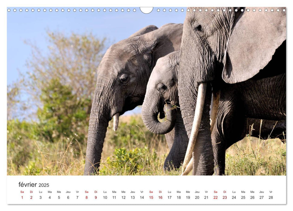 Éléphants en Afrique (CALVENDO Calendrier mensuel 2025)