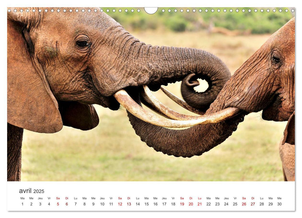 Éléphants en Afrique (CALVENDO Calendrier mensuel 2025)